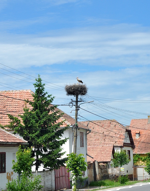 Stork's nest on the roadside in Transylvania, Romania