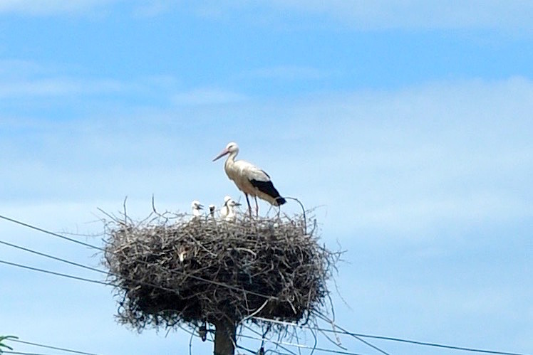 Stork's nest with baby storks
