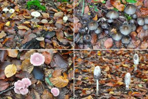 Pilze im Marscherwald, Müllerthal, Luxemburg