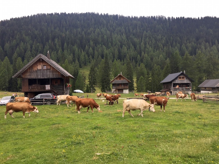 Eggeralm with cows