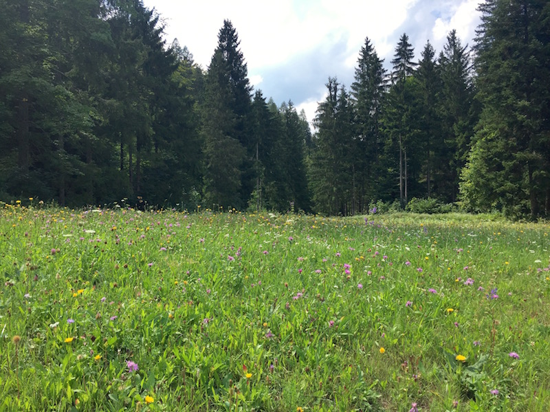 Meadow at the Garnitzenklamm